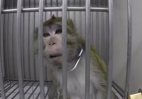 China reporta primer caso del «virus del mono B»