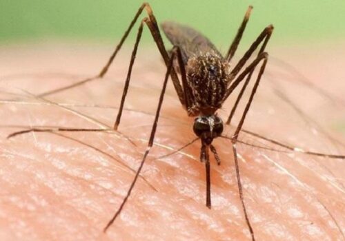 Detectan mosquitos con virus del Nilo Occidental en EEUU