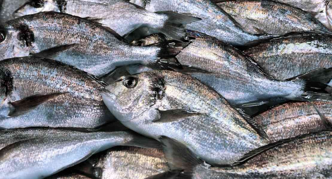 En Aguascalientes se llega a pagar hasta seis veces más por pescado de  menor calidad - Rodolfo Franco Informa :: Rodolfo Franco Informa