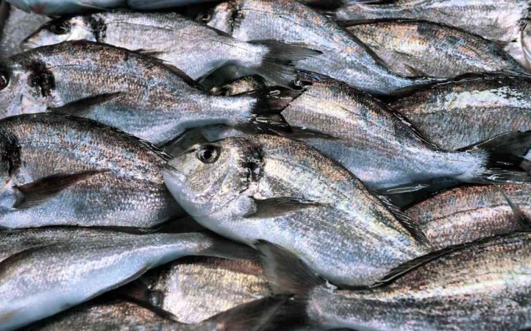 En Aguascalientes se llega a pagar hasta seis veces más por pescado de menor calidad