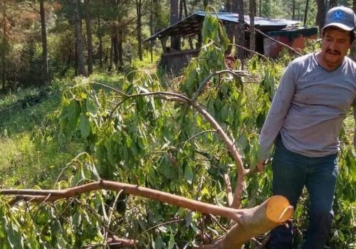Asesinan a activista indígena que se oponía a la tala de árboles en Michoacán