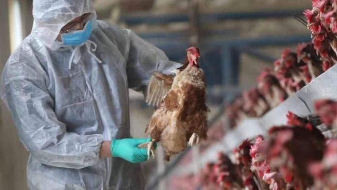Surge la primera muerte por gripe aviar H3N8 en China