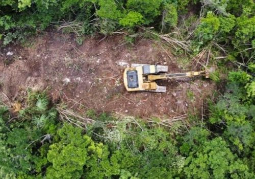 Ambientalistas obtienen nueva suspensión definitiva contra la tala de los tramos 3, 4, 5 y 6 del Tren Maya