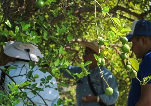 Agricultores en Apatzingán se resisten al incremento en el precio del limon por el crimen organizado