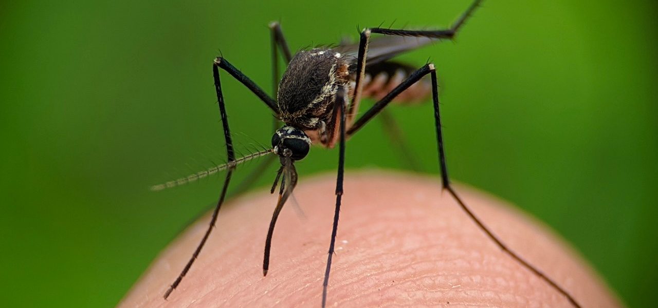 Virus y olor corporal: Clave en la atracción de los mosquitos
