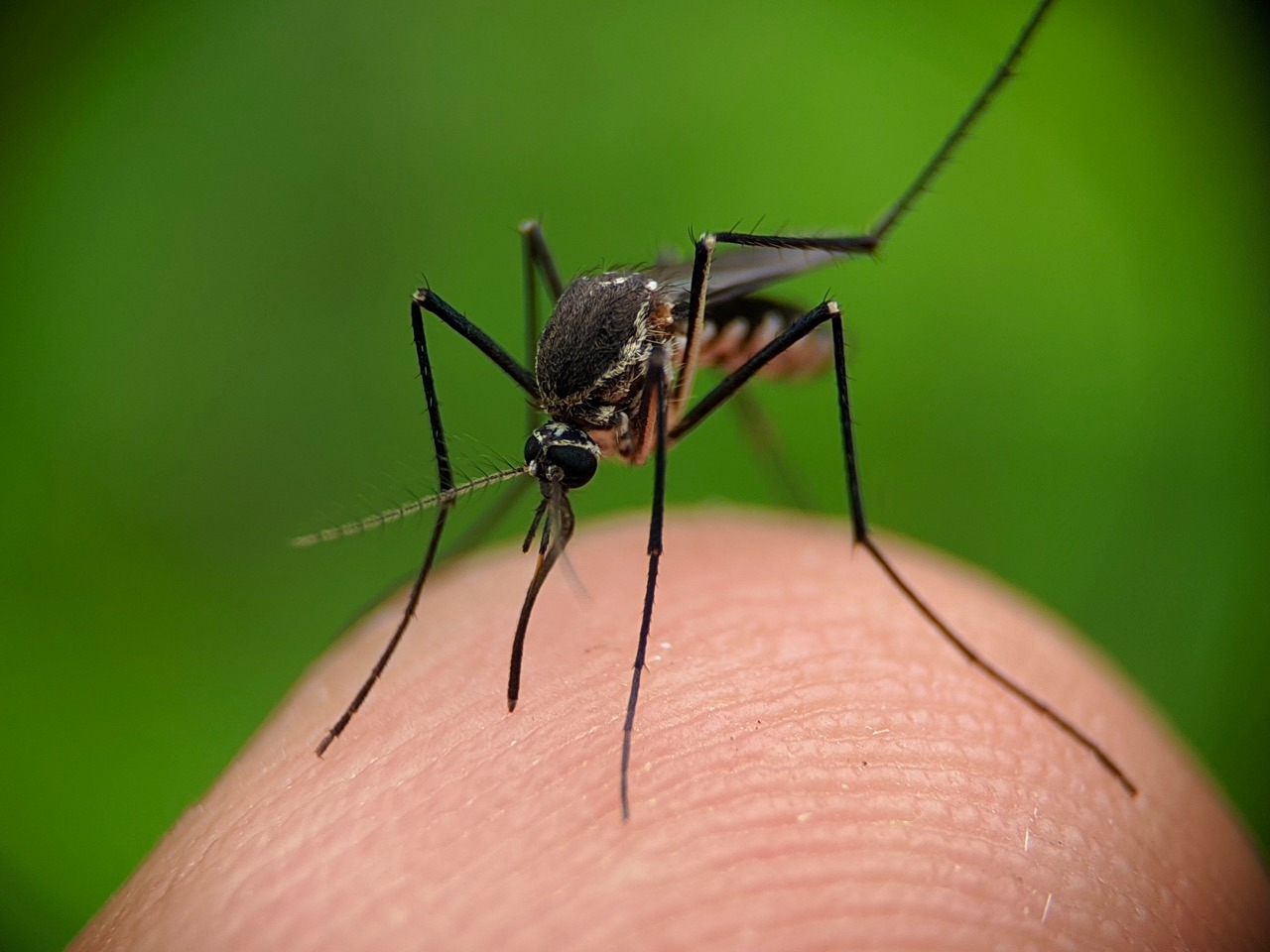 Virus y olor corporal: Clave en la atracción de los mosquitos