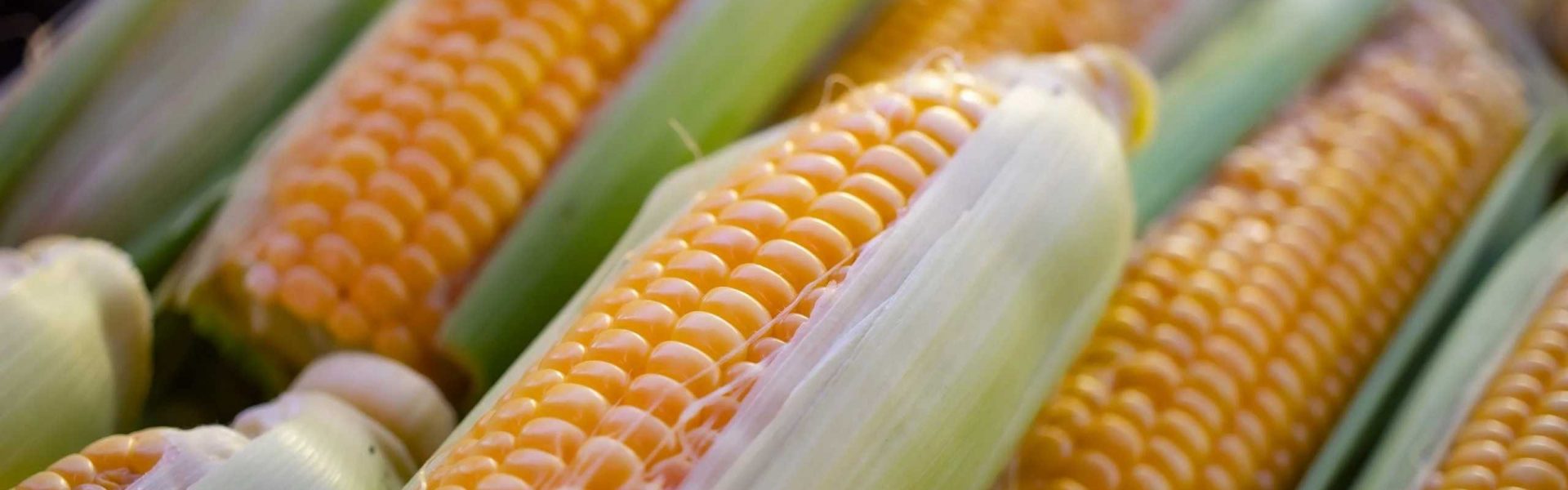 Estados Unidos solicita panel de solución por restricciones de maíz en México