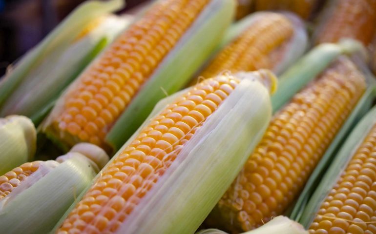 Estados Unidos solicita panel de solución por restricciones de maíz en México