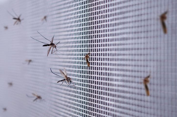 Cambio climático y ausencia de prevención son causa del nuevo brote de dengue en México