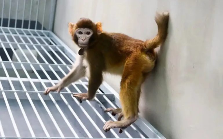 Científicos chinos logran clonar al primer macaco rhesus en más de 20 años
