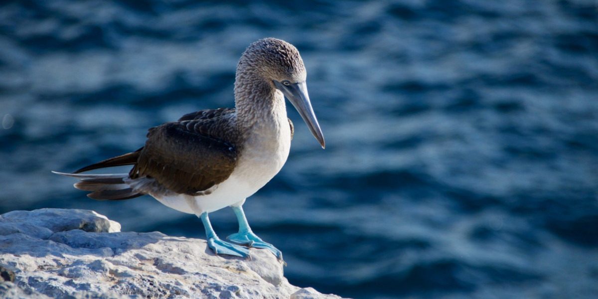 Detectan el virus de la gripe aviar en aves de la Antártida