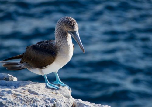 Detectan el virus de la gripe aviar en aves de la Antártida