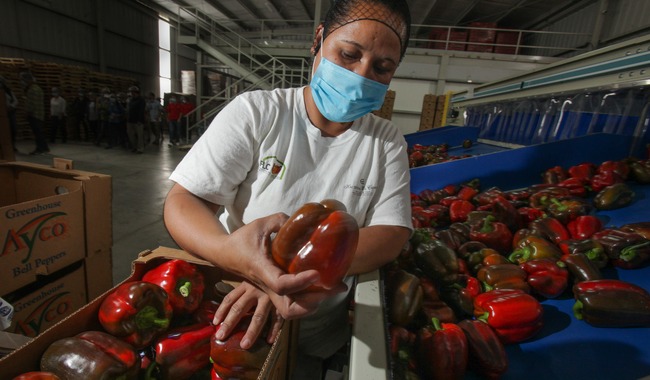 México alcanza los 51,874 mdd en exportaciones en productos agroalimentarios durante 2023