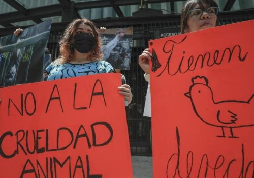 ¡Senado se convierte en matadero! activistas protestan tras sacrificio de gallina