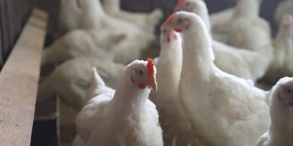 Gripe aviar, más de la mitad de las personas enfermas mueren