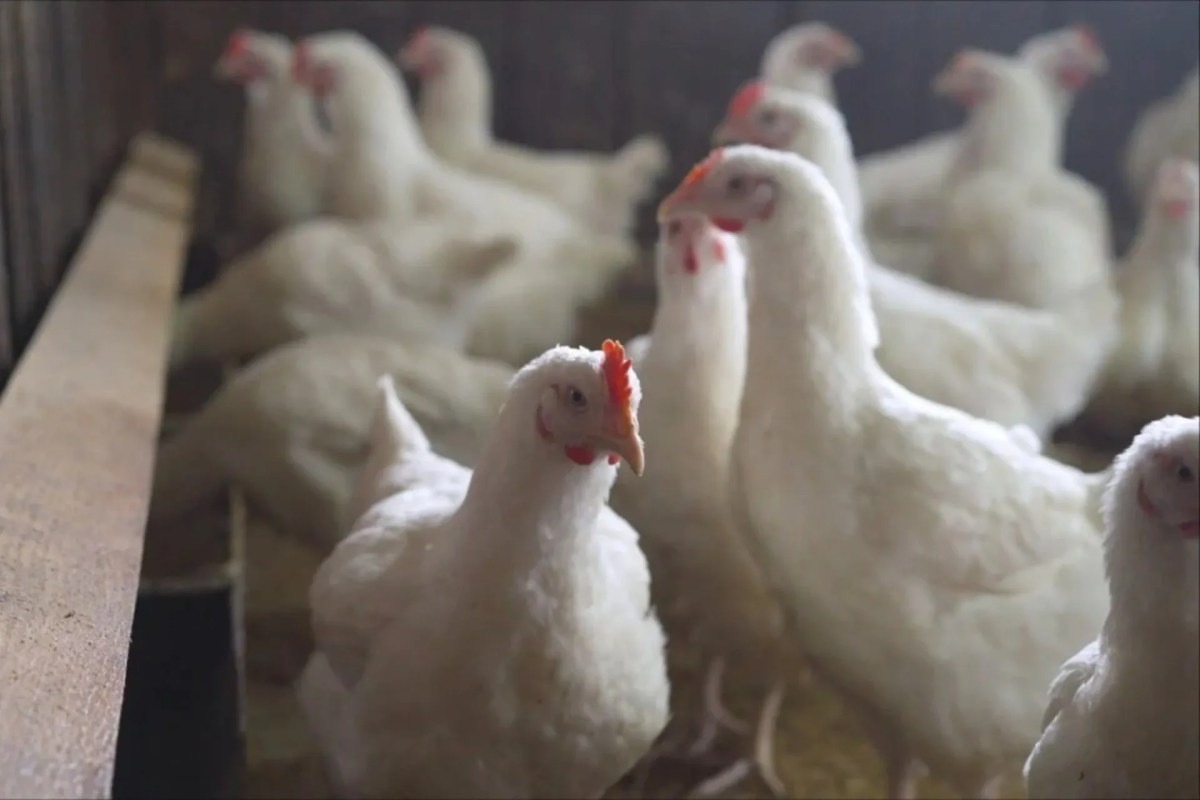 Gripe aviar, más de la mitad de las personas enfermas mueren