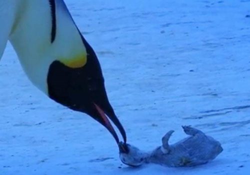 Deshielo extingue la población del pingüino emperador