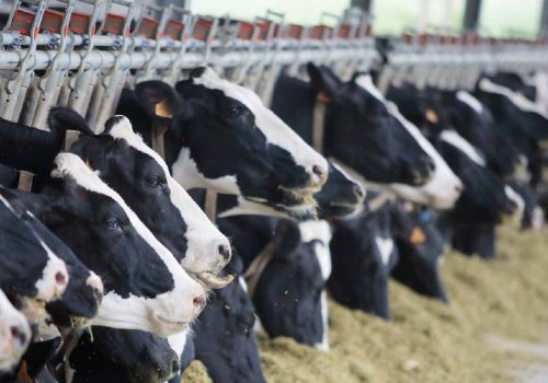 Detectan virus de gripe aviar en leche de vaca