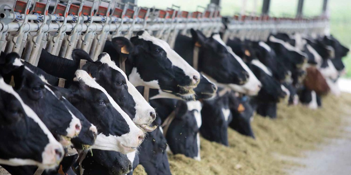 Detectan virus de gripe aviar en leche de vaca