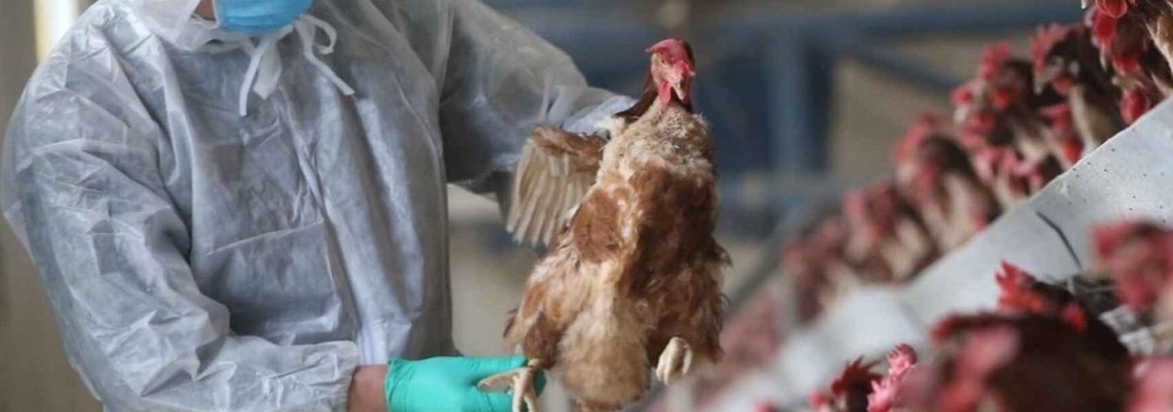 Sangrado de ojos, el extraño síntoma de la nueva cepa de gripe aviar