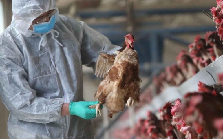 Sangrado de ojos, el extraño síntoma de la nueva cepa de gripe aviar