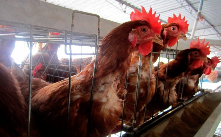 Fallece la primera persona de gripe aviar A(H5N2) en México